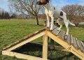 New agility course opens at Sandwell Valley Dog Park