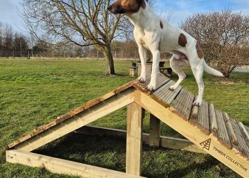 New agility course opens at Sandwell Valley Dog Park