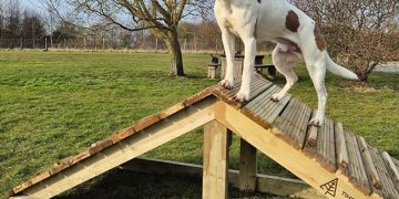 New agility course opens at Sandwell Valley Dog Park